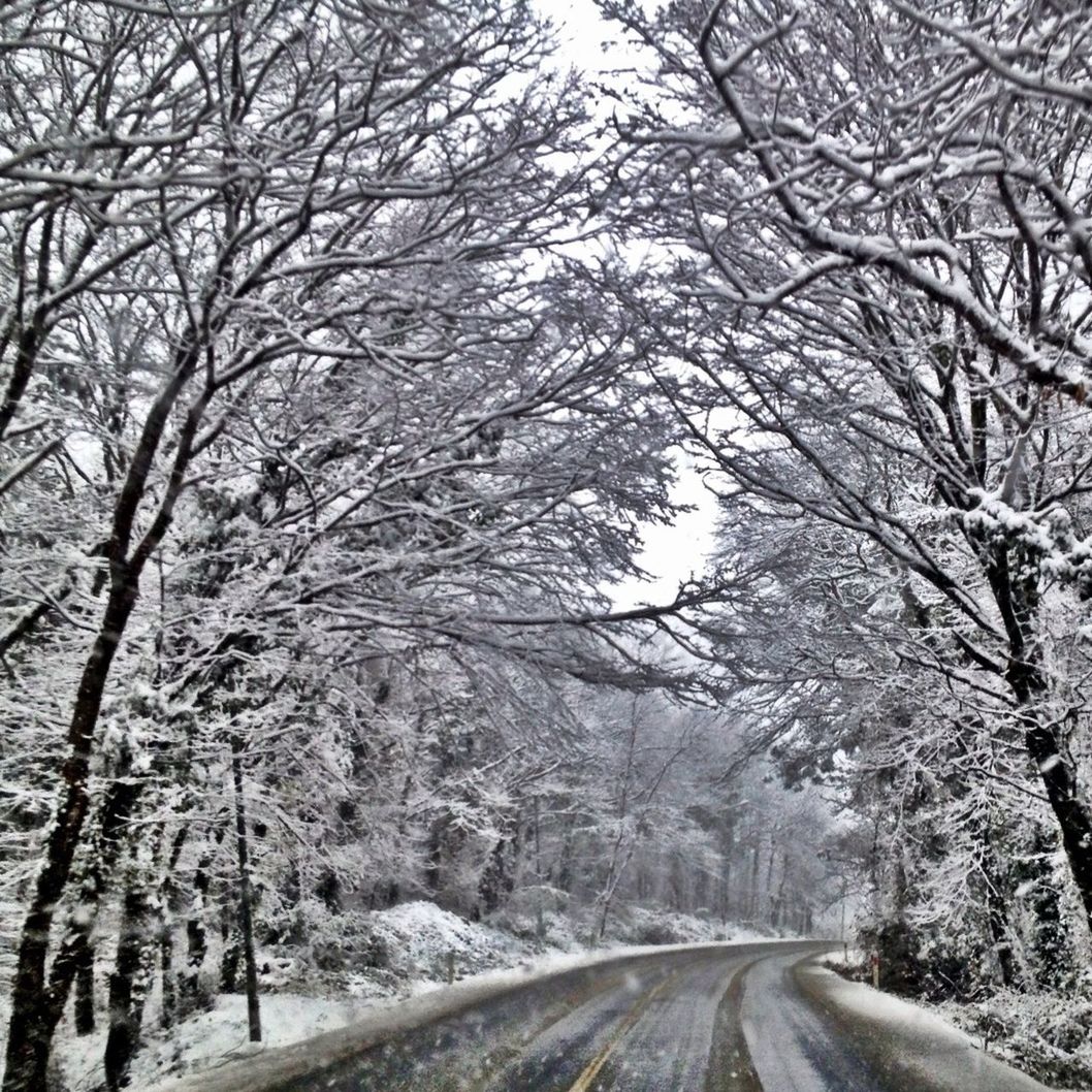 tree, bare tree, the way forward, winter, snow, cold temperature, transportation, branch, tranquility, road, diminishing perspective, nature, season, tranquil scene, vanishing point, weather, forest, scenics, beauty in nature, tree trunk