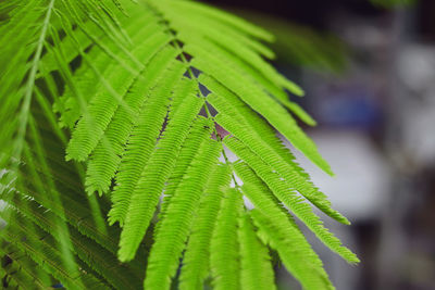 Close-up of fern leaves