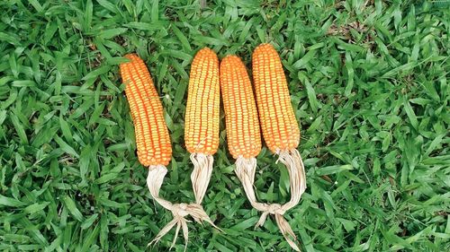 High angle view of corns on field