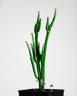 Close-up of chili pepper against white background