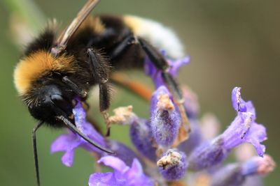 Close-up of bee on purple flower