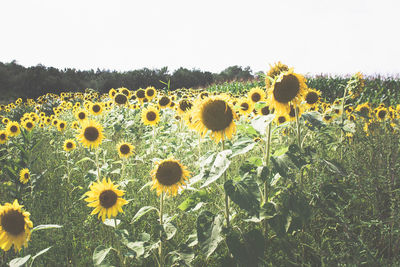 Sunflowers blooming on field against clear sky