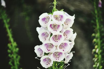 Close-up of pink flowers