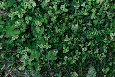 Clover grass