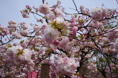 Low angle view of cherry blossoms in spring