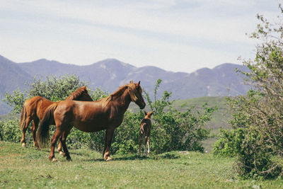 Horse standing on field against mountains