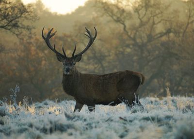 Mid section of deer against forest