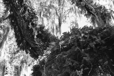 Low angle view of trees in forest