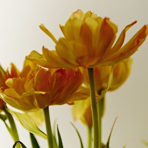 Close-up of yellow flowers