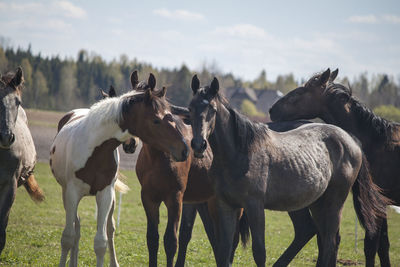 Horses in a field