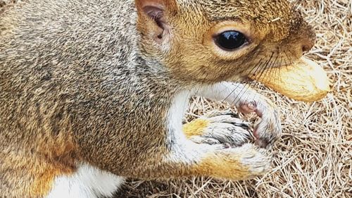 Close-up of squirrel