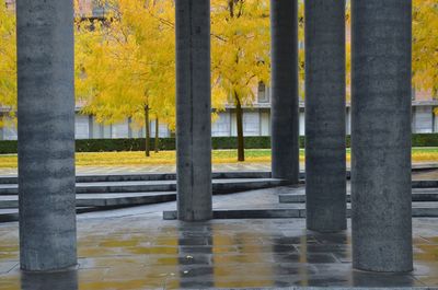 Yellow trees in autumn