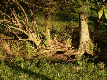 Trees in forest