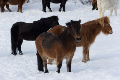 Horses on snow covered field