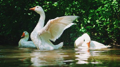 Swans swimming in lake