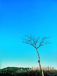 Bare tree on field against clear blue sky