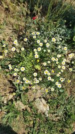 High angle view of flowering plant on field