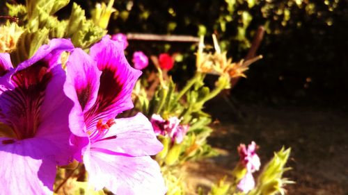 Close-up of pink flowers