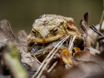 Close-up of frog on land