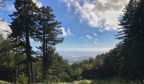 Trees in forest against sky