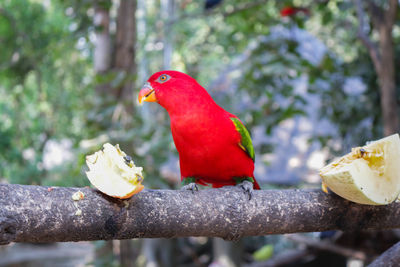 Close-up of parrot perching on branch