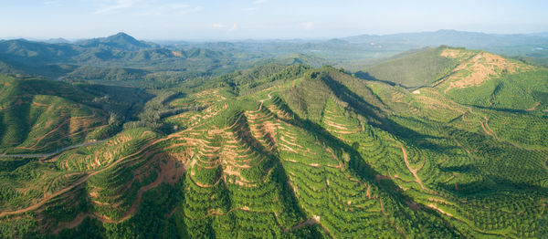 Scenic view of vineyard against sky