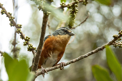 Close-up of bird perching on branch