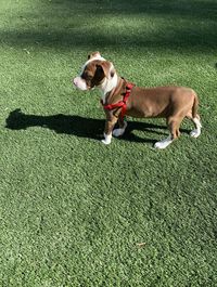 High angle view of dog on field