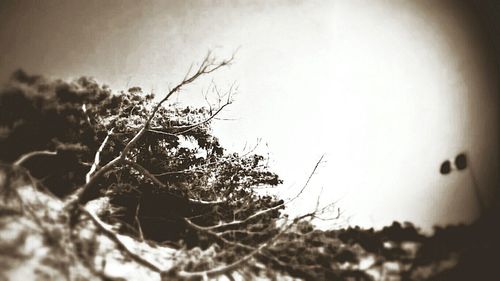 Low angle view of tree against sky