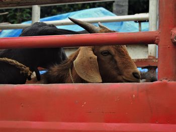 Close-up of cow