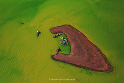 High angle view of lizard on land