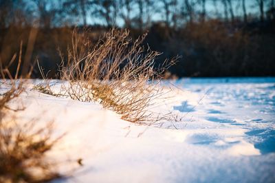 Close-up of frozen plant on snow covered field