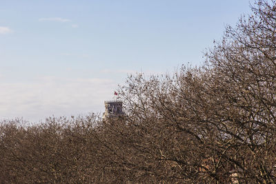 Low angle view of trees against clear sky