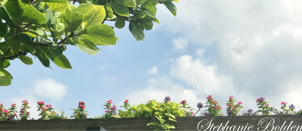 growth, plant, flower, nature, sky, day, cloud - sky, beauty in nature, outdoors, leaf, no people, tree, green color, low angle view, architecture, fragility, freshness, built structure, building exterior, blooming