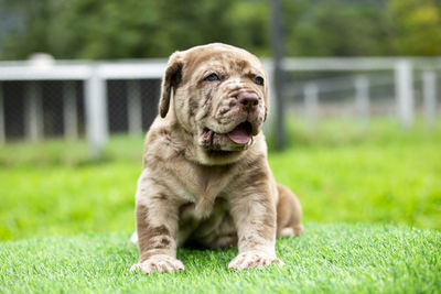 Close-up of dog on grass