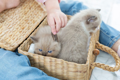 Midsection of person holding kitten in basket