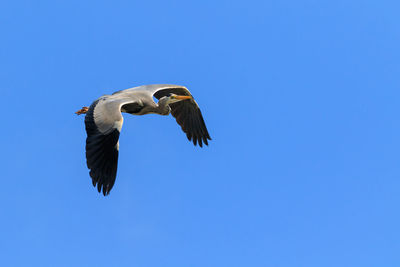 Low angle view of bird flying against clear blue sky