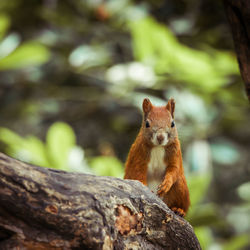 Portrait of squirrel on tree trunk