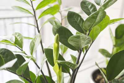 leaf