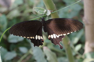 Close-up of butterfly on leaf