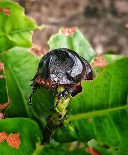 Close-up of insect on leaves