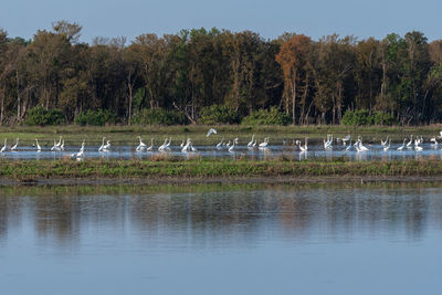 View of birds in lake