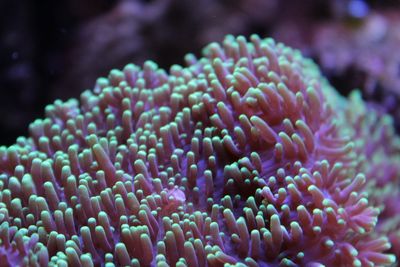 Close-up of coral in sea