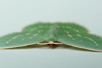 Close-up of an insect over white background