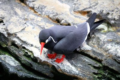 High angle view of bird perching on rock