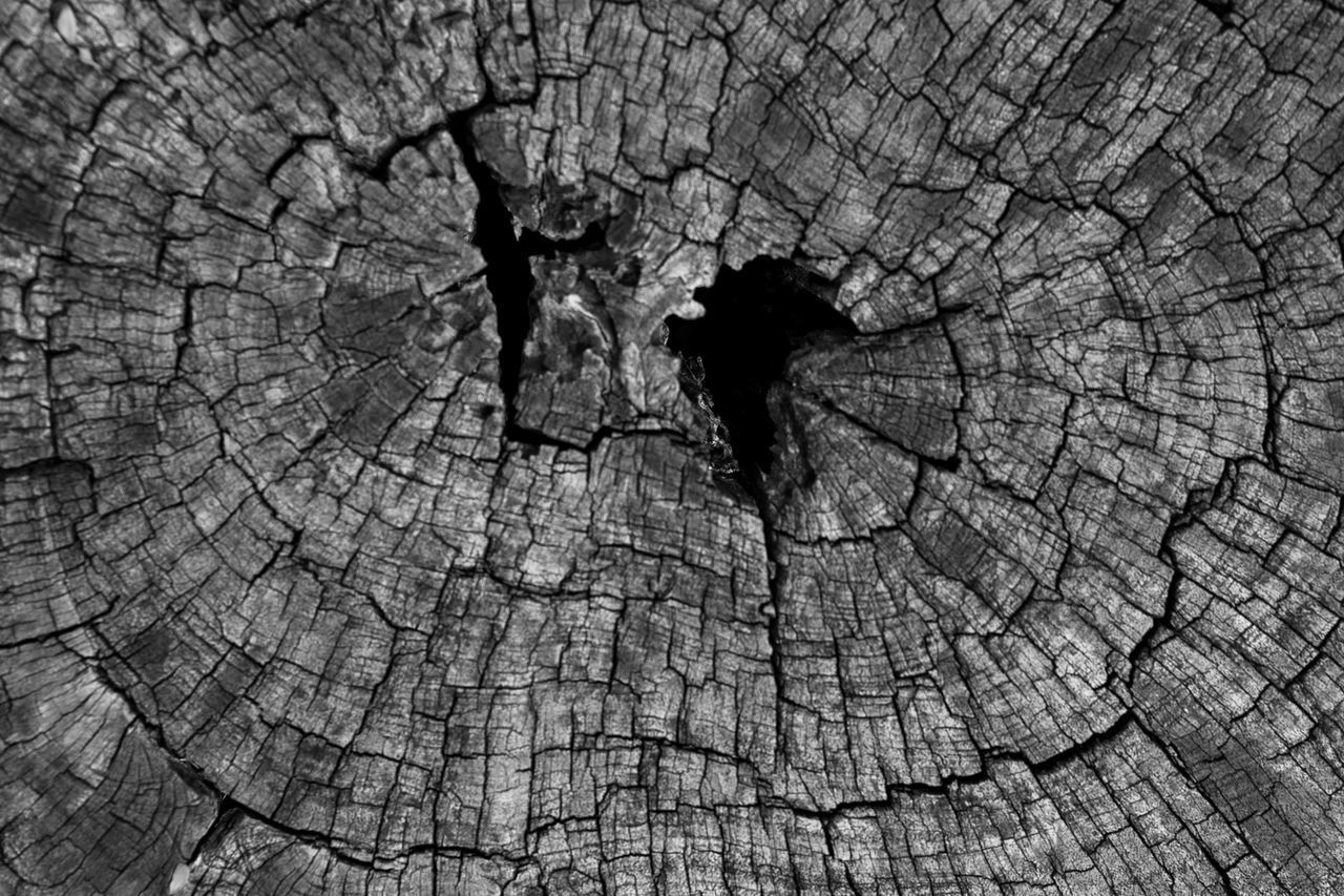 FULL FRAME SHOT OF TREE BARK