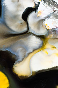 High angle view of swan swimming in lake