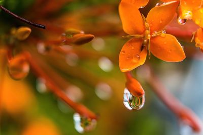 Close-up of wet orange plant