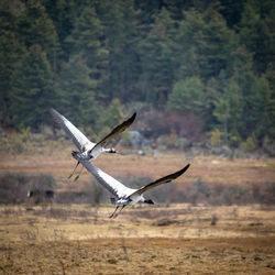 Bird flying over a field