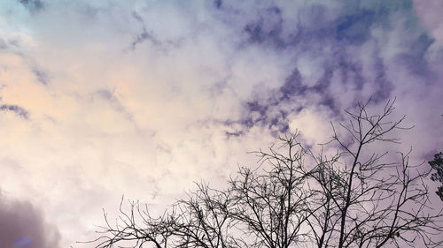 Low angle view of bare tree against sky